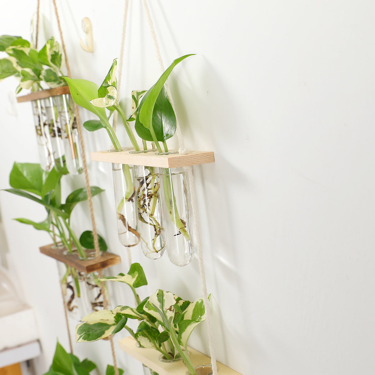Hydroponic Plant test tube