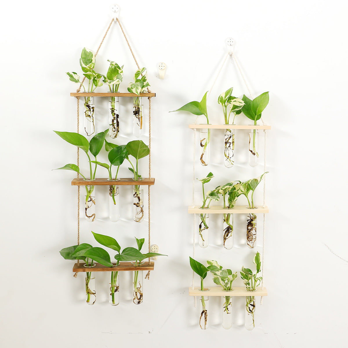 Hydroponic Plant test tube