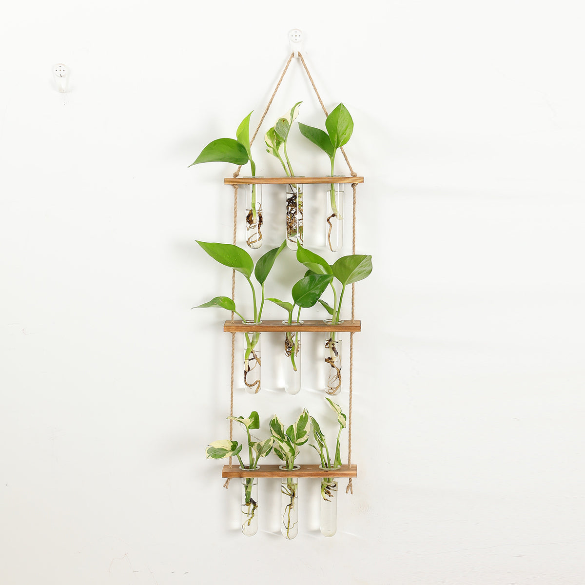 Hydroponic Plant test tube